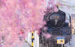 【2023】福島で桜名所を巡る旅に出よう！おすすめスポット9選