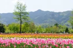 【滋賀】滋賀農業公園ブルーメの丘の楽しみ方を解説！アスレチックやレストランも紹介