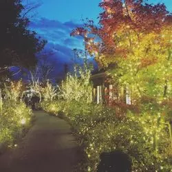 【西東京】アウトドアヴィレッジ！冬の夜を彩るイルミネーション