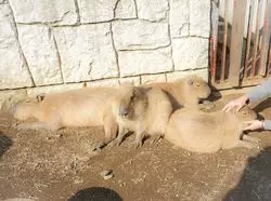 動物たちに癒されたい！冬の伊豆シャボテン動物公園が楽しい！