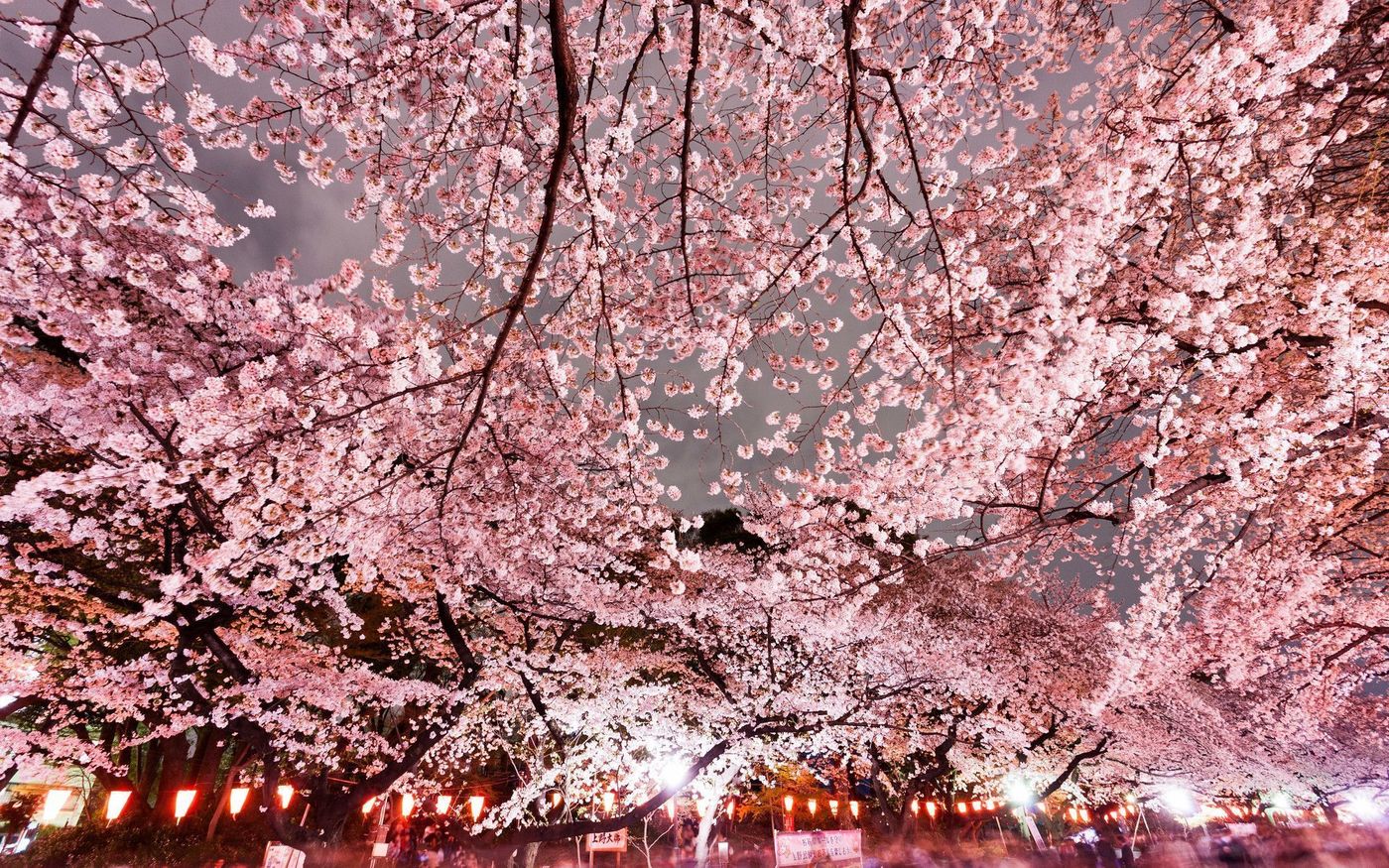 の画像