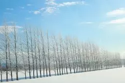 道産子おすすめ！冬の北海道を堪能できる観光スポット5選♪