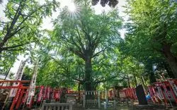 【2026】池袋で初詣！年始に行きたい神社やお寺6選