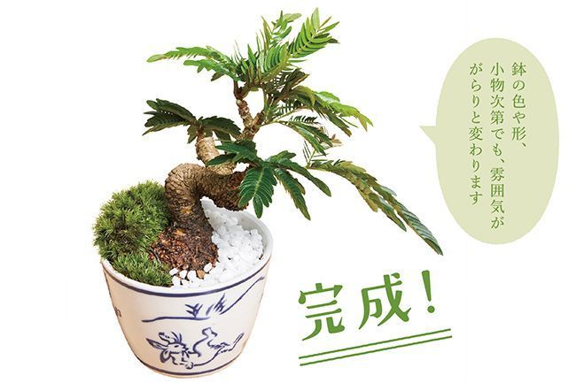こんなに簡単だったとは さあ 盆栽を始めよう Fanfunfukuoka ファンファン福岡
