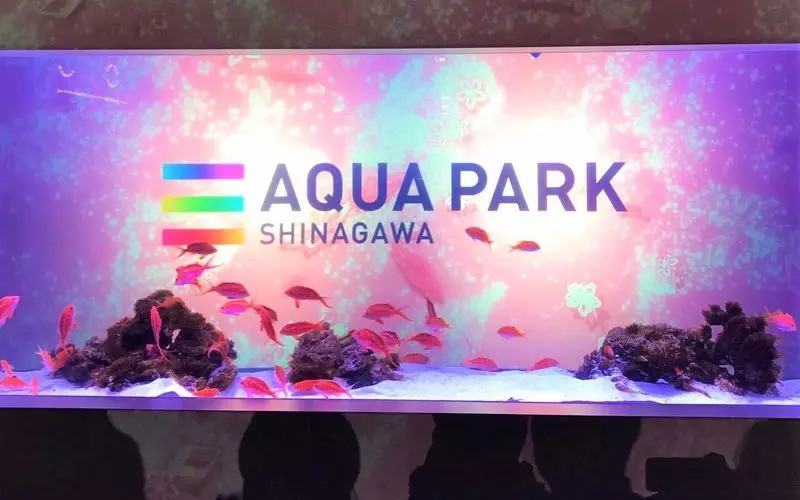 4. 1人でイルカショーを観てゆっくりしよう「アクアパーク品川」 1枚目