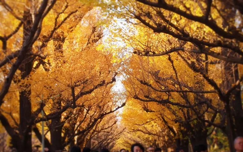14. 新宿の喧騒から離れてお散歩ができる!大きな並木道が特徴の観光スポット『明治神宮外苑』 1枚目