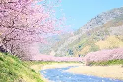 【桜】今がまさに見頃！早咲きの桜を楽しむお祭り♡