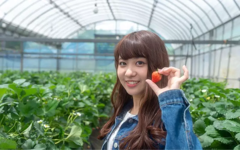 神奈川県のいちご狩りスポット2. 秋本農園【横浜市】 1枚目