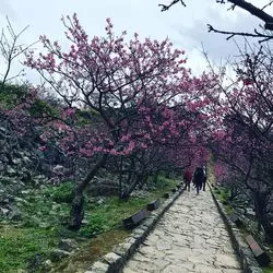 世界遺産、今帰仁城跡で見る！！沖縄の緋寒桜♡
