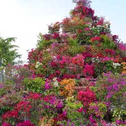 沖縄観光にオススメ！東南植物楽園の「ブーゲンフェア2019」♡