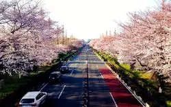 【2022】国立の桜並木が素敵すぎってウワサ。桜を見に出かけよう