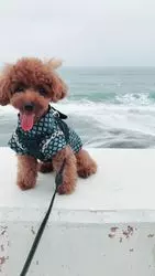 【関東】東京からすぐ！愛犬も飼い主も大満足なラグジュアリー温泉旅行にでかけよう！