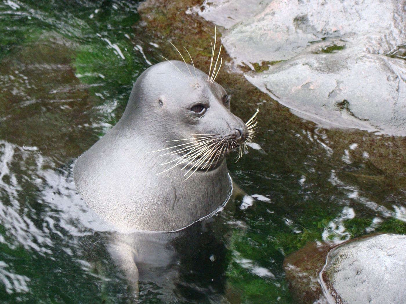 【2024年】関東のおすすめ水族館10選！シチュエーション別に紹介の画像