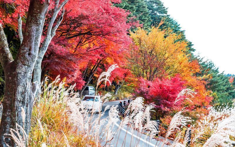 最新 河口湖で富士山 紅葉の絶景を堪能 おすすめ5選 Aumo アウモ