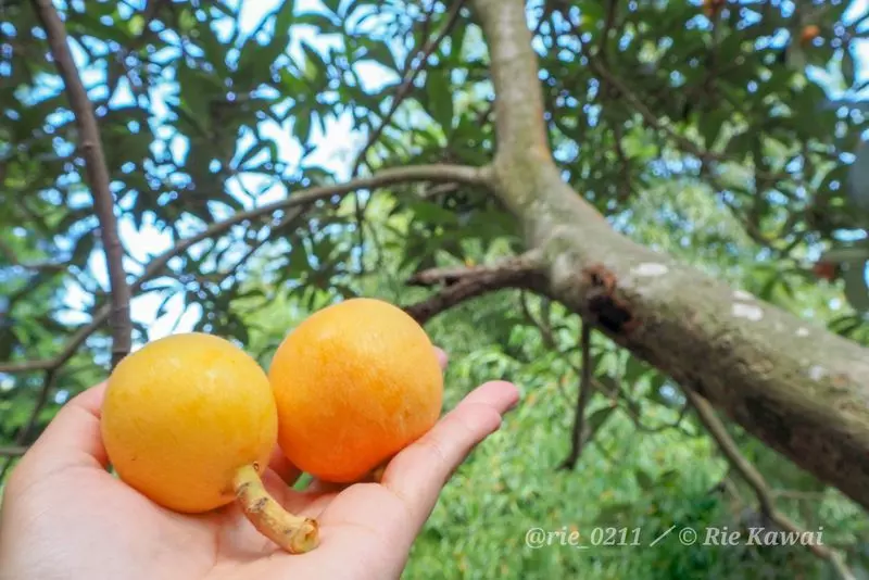 1. 海ほたるのおすすめお土産「びわソフトキャンディー」 1枚目