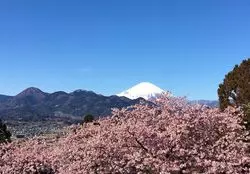 【神奈川】桜と菜の花のコラボ♡一足先に春を感じるスポットはココ！
