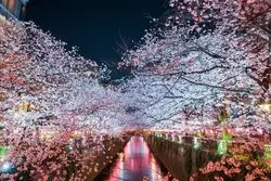 【2019】春の目黒川は桜花爛漫！お花見を楽しもう♪