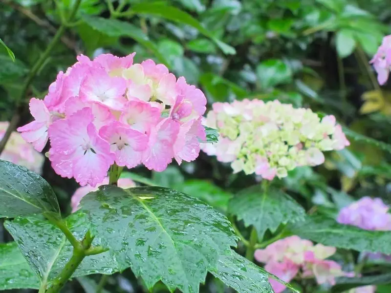 関西 紫陽花の美しい名所9選 見頃や穴場スポットの最新情報もご紹介 Aumo アウモ