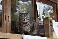 【京都】猫好きには堪らない！梅の名所、梅宮大社に行こう♪