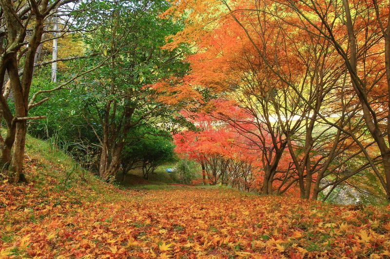 福岡の紅葉スポット 年度のおすすめ名所を10選紹介 Aumo アウモ
