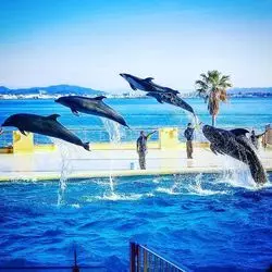 【福岡】九州の海を覗いてみよう！「マリンワールド海の中道」