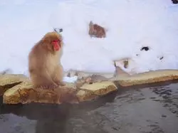 【長野】「地獄谷野猿公苑」のスノーモンキーに会いに行こう！
