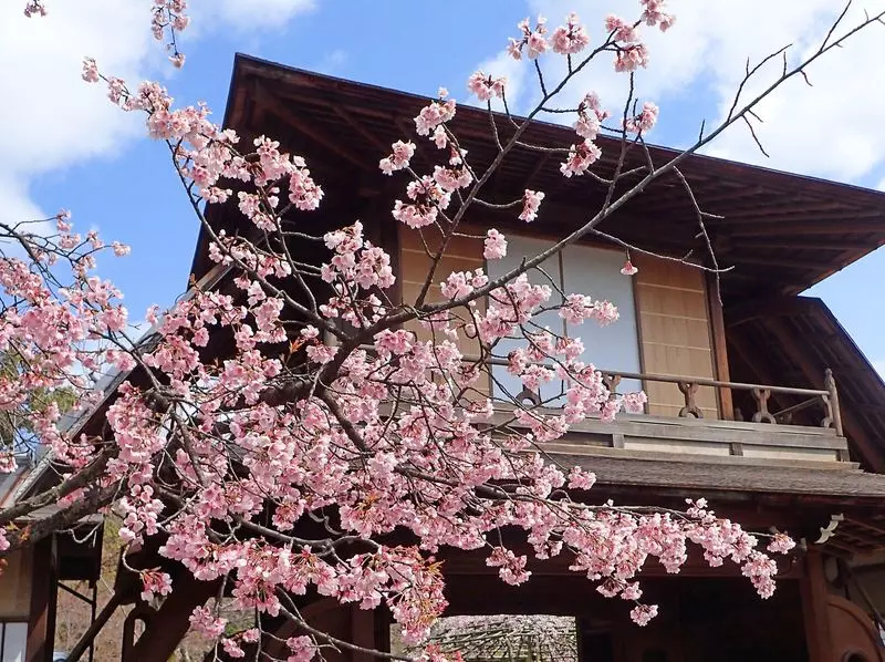 【渉成園】の修善寺寒桜 1枚目