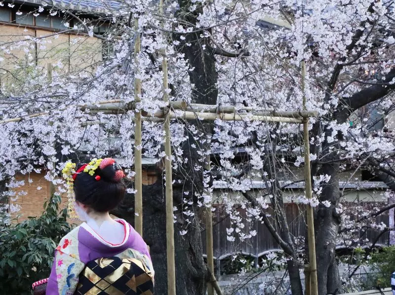 【祇園白川】の枝垂れ桜 1枚目