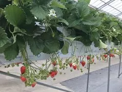 【愛知】摘みたていちごはフォトジェニック♡いちご狩りへいこう！