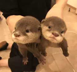 【京都】新名所！カワウソに会えるオシャレカフェ♪