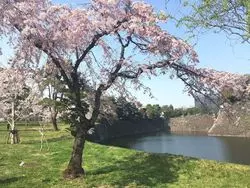 【東京】お花見の王道！見どころいっぱい千鳥ヶ淵周辺