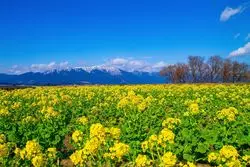 【2026】関西エリアの菜の花が鑑賞できるおすすめスポットを6選紹介！