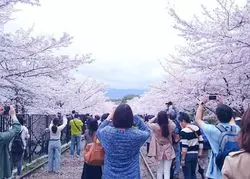【京都】古都×桜を見に行こう！圧巻の桜景色へ