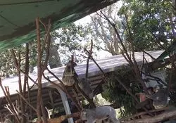 【レア】コアラを抱っこして写真が撮れる動物園？！