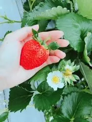 【越谷でいちご狩り】インスタ映えのいちご狩りなら「越谷いちごタウン」がオススメ♡