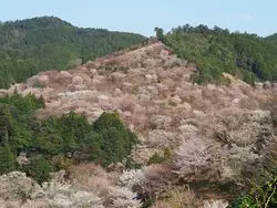 【奈良】壮大な千本桜に心を奪われる♪吉野の桜を見に行こう！