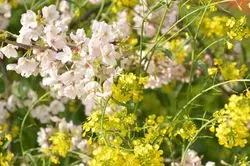 愛知でお花見♡第一弾♡2色の花が織りなす美しい春