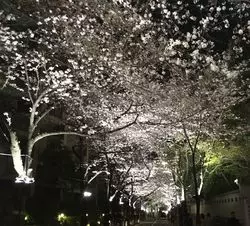 【赤坂】都心の隠れた夜桜スポット！アークヒルズの桜並木♡