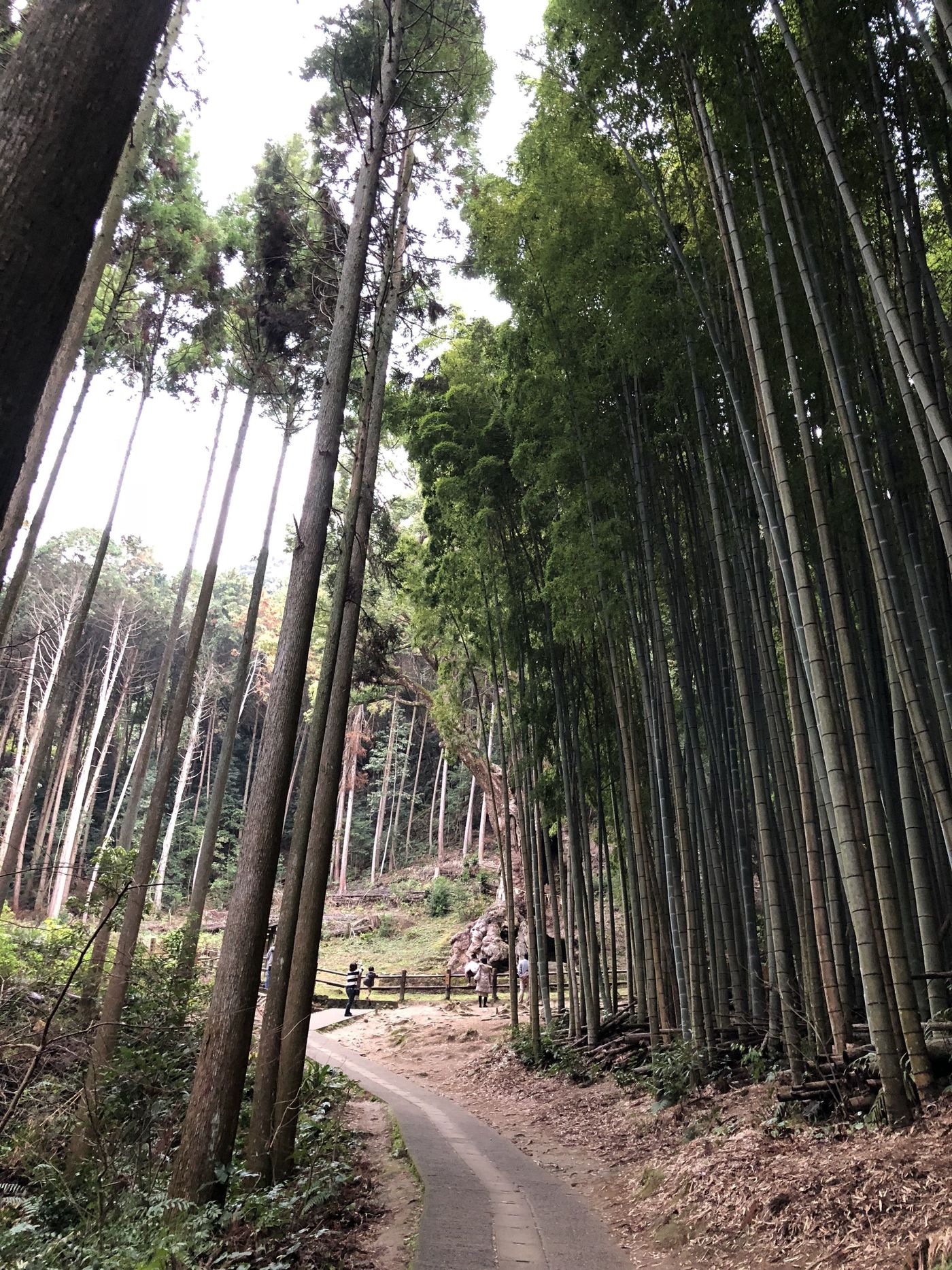 【佐賀】パワーをチャージ！！武雄で疲れを吹き飛ばせ！！の画像
