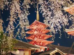 上野周辺の夜桜スポット＆開花予想と見どころまとめ【2019年版】