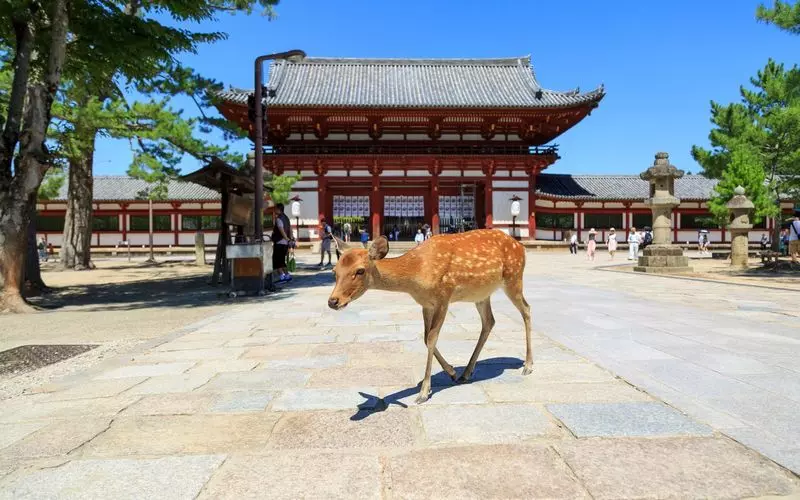 【奈良県】インスタ映えするシカのスイーツ!関西の縁結びはここに決まり♡ 1枚目