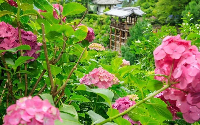 関西 紫陽花の美しい名所9選 見頃や穴場スポットの最新情報もご紹介 Aumo アウモ