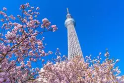 東京スカイツリータウン（R）の春イベント！桜色のライティングやお花見プラネタリウム