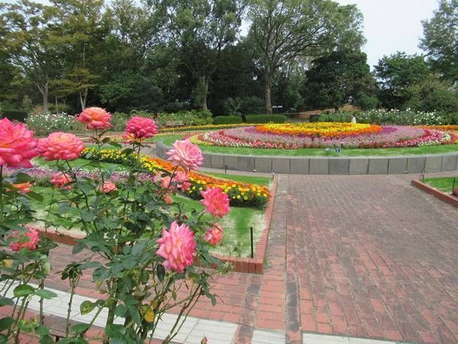 今が見頃 秋のバラまつり 福岡市植物園で開催 Fanfunfukuoka ファンファン福岡