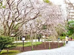 【駒込】しだれ桜の花見はいかが？庭園で抹茶も楽しめる♡
