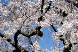 埼玉県の桜のお花見名所10選！それぞれのユニークな魅力をご紹介♪