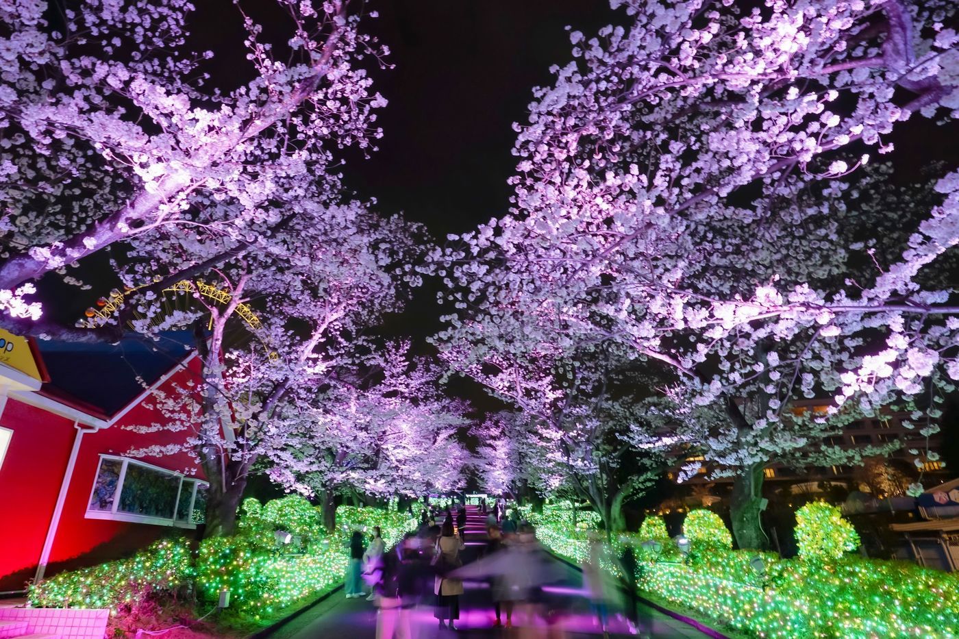 【2025】関東のお花見スポット12選！絶景の桜が楽しめる名所を紹介の画像