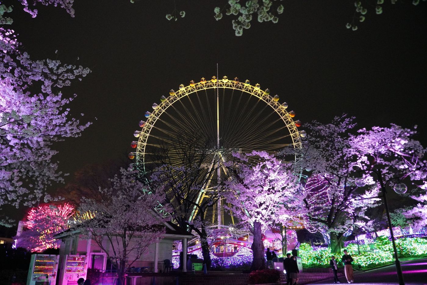 【2025】関東のお花見スポット12選！絶景の桜が楽しめる名所を紹介の画像