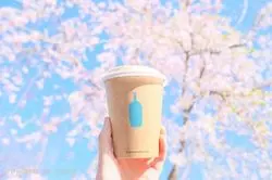 京都の桜は歩いて楽しむ！蹴上駅から巡るお花見散歩