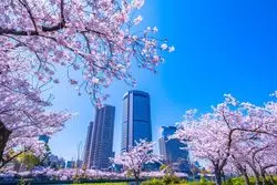 【2026】大阪の人気＆穴場花見スポット14選！バーベキューやピクニックができる公園も紹介